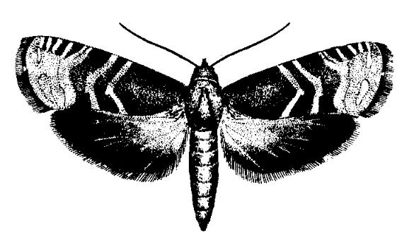 云杉球果小卷蛾 云杉球果小卷蛾