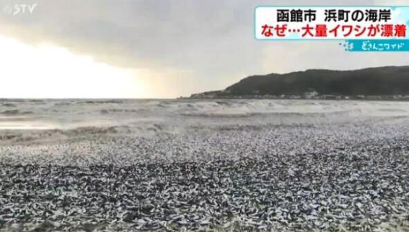 日本北海道海岸現大量沙丁魚尸體 日本北海道海岸現大量沙丁魚尸體