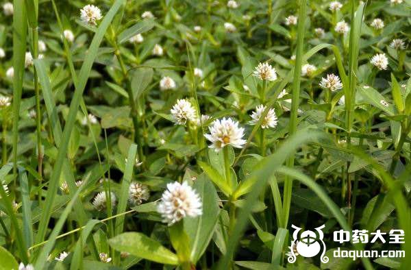 空心蓮子草 空心蓮子草