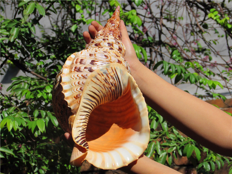 海螺殼 海螺殼