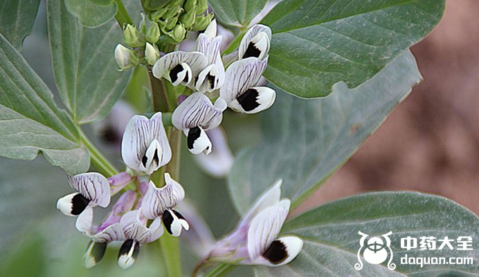 黑大豆花 黑大豆花