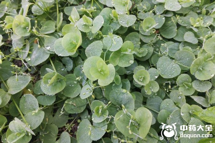 荷蓮豆菜 荷蓮豆菜