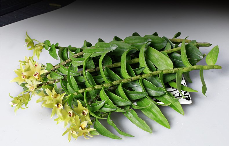 禾葉墨斛 禾葉墨斛