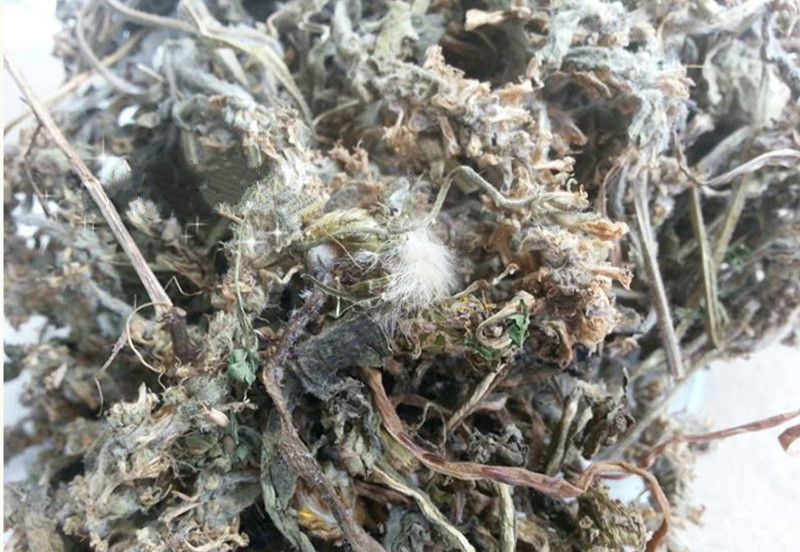 白花夏枯草 白花夏枯草