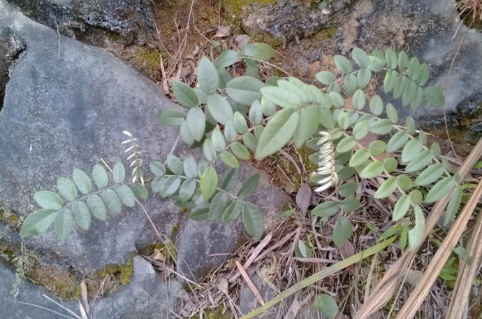白花灰毛槐樹 白花灰毛槐樹