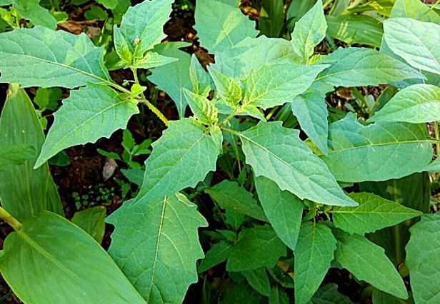 白花菜子 白花菜子