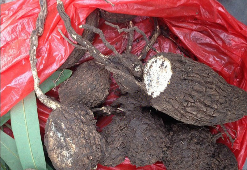 白金古欖 白金古欖