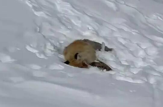網紅狐貍死在雪地里 網紅狐貍死在雪地里