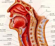 氣管前間隙感染