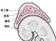腎上腺皮質功能減退癥