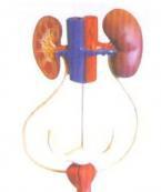 泌尿生殖系放線菌病