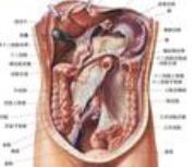 老年人乳頭肌功能不全和斷裂